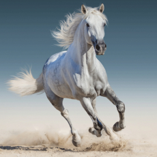 Dětská osuška horse white